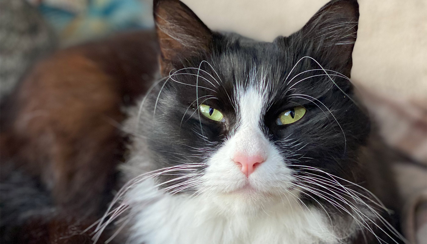 the-cat-butler-terms-03