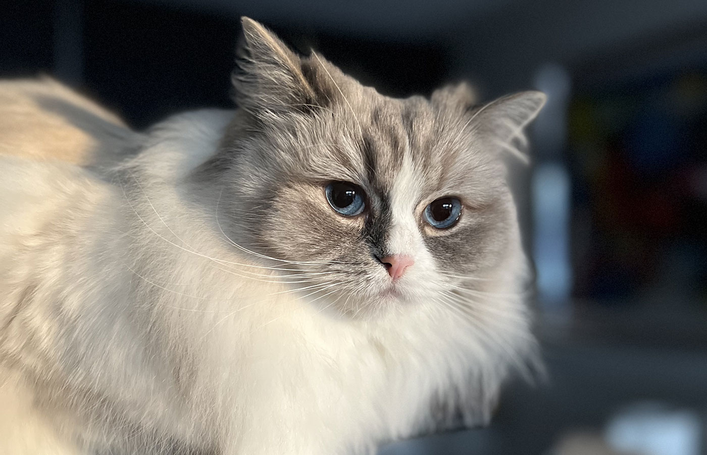 the-cat-butler-enquire-01-2025