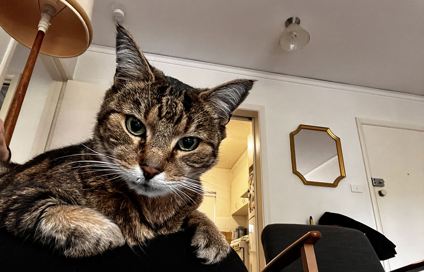 the-cat-butler-enquire-02-2025