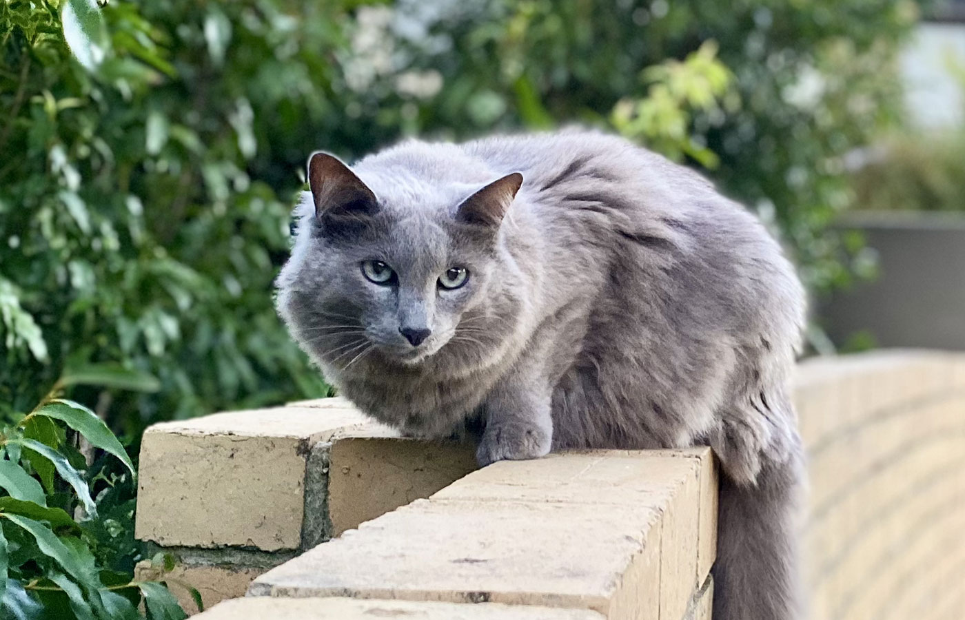 the-cat-butler-enquire-03-2025