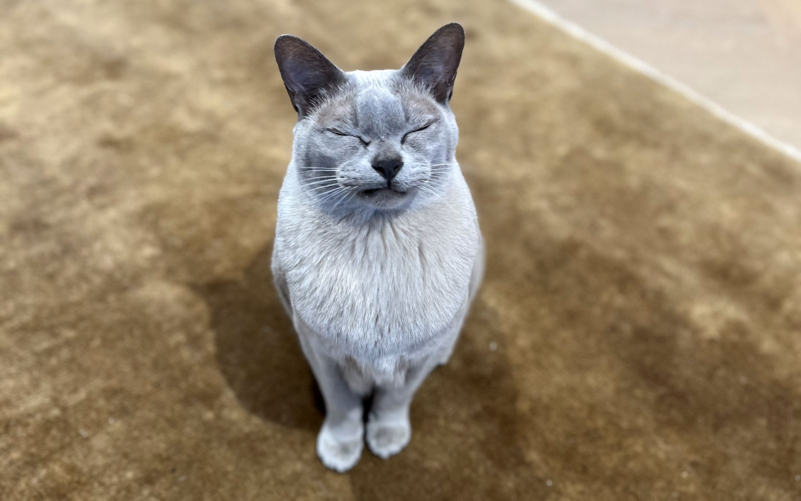 the-cat-butler-faq-01-2025