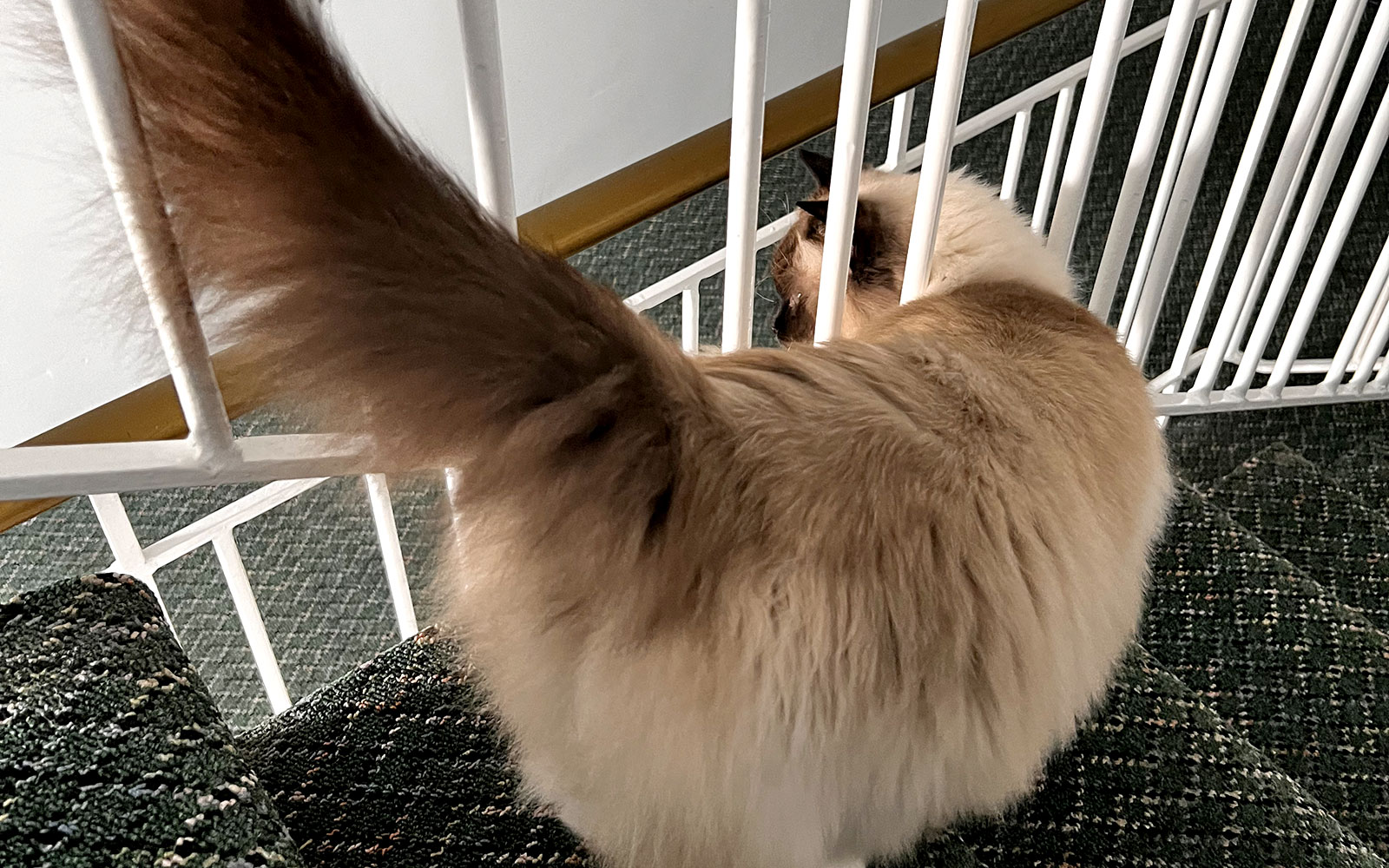 the-cat-butler-faq-02-2025