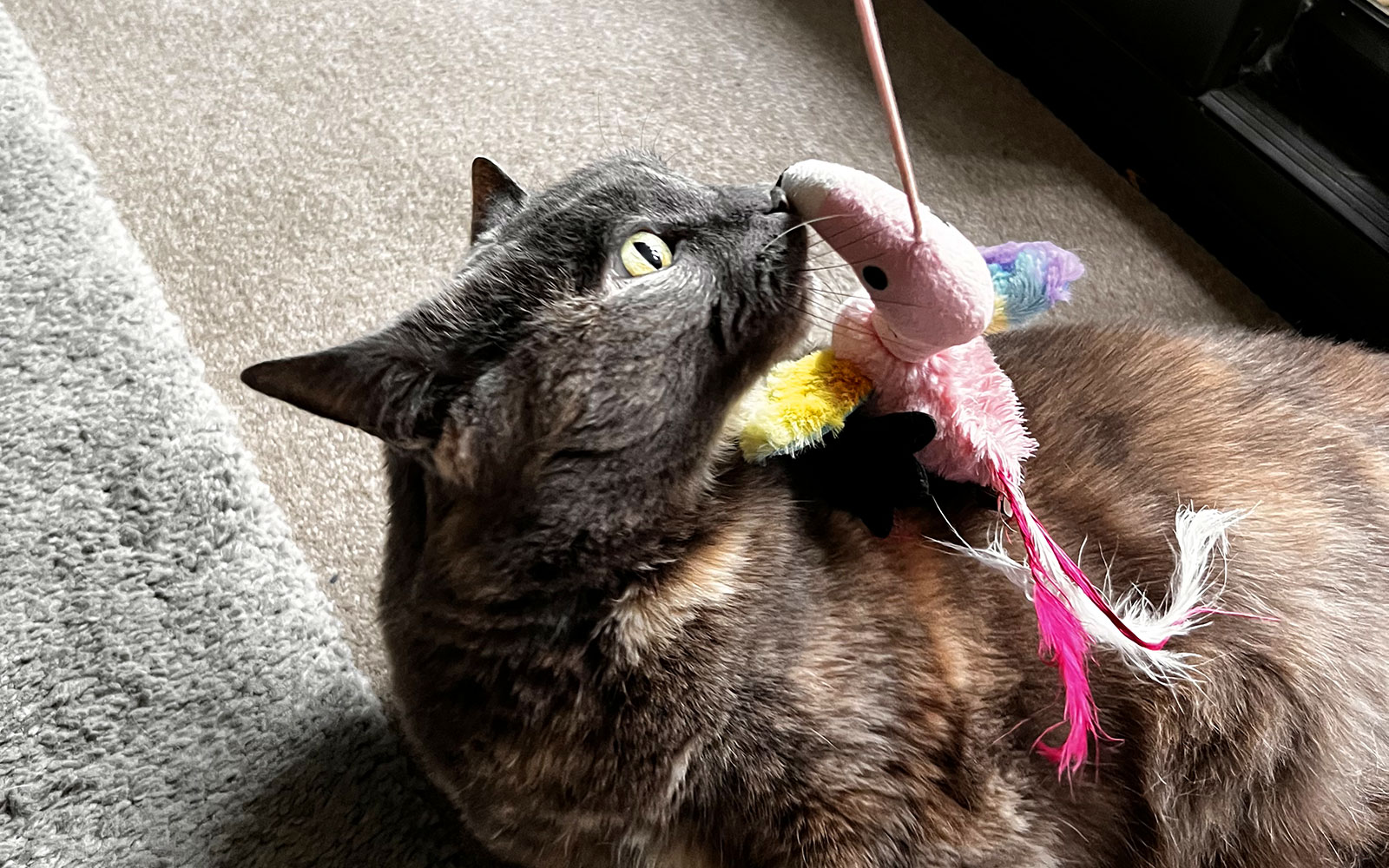 the-cat-butler-faq-03-2025