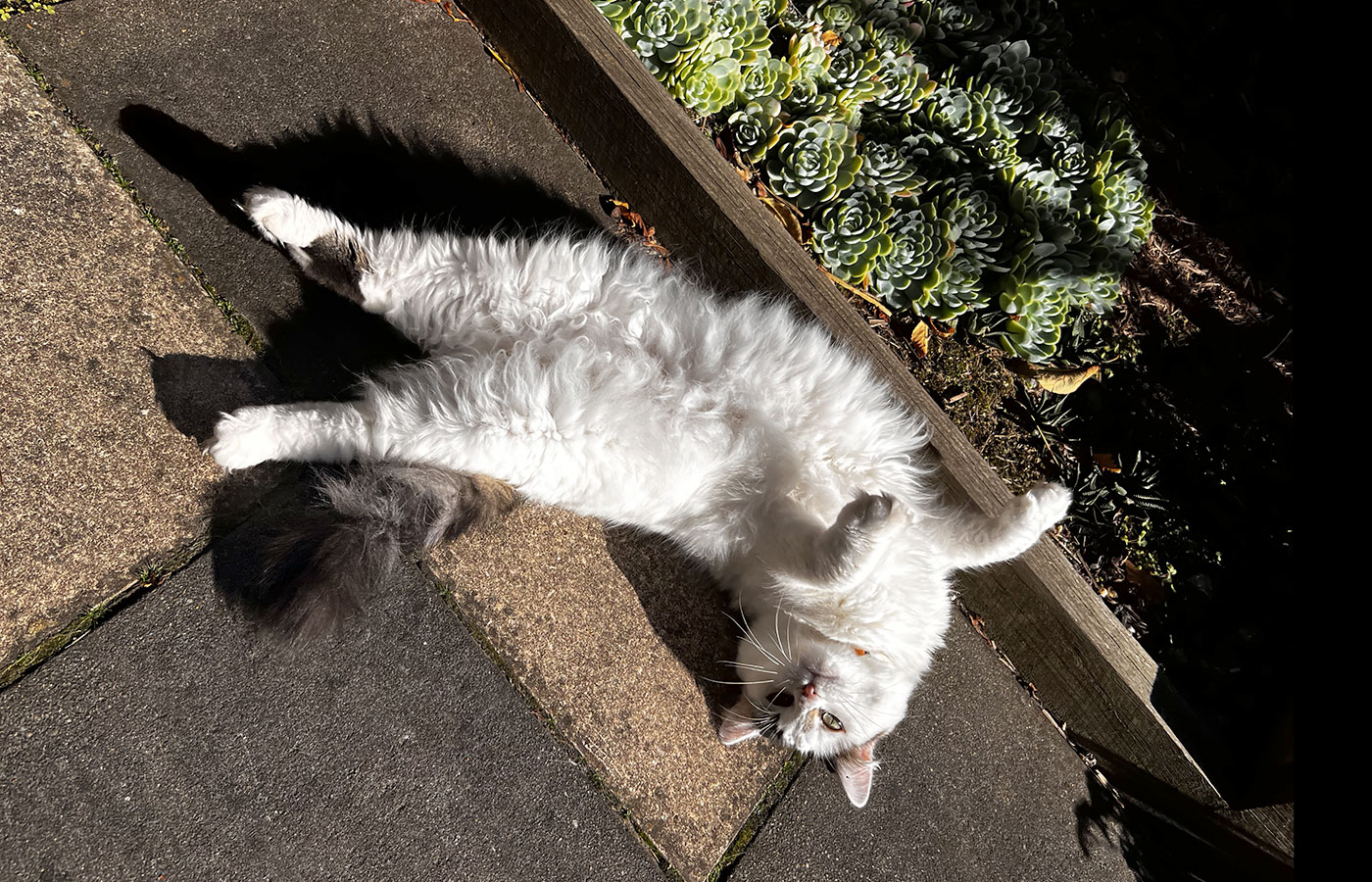 the-cat-butler-thank-you-03-2025
